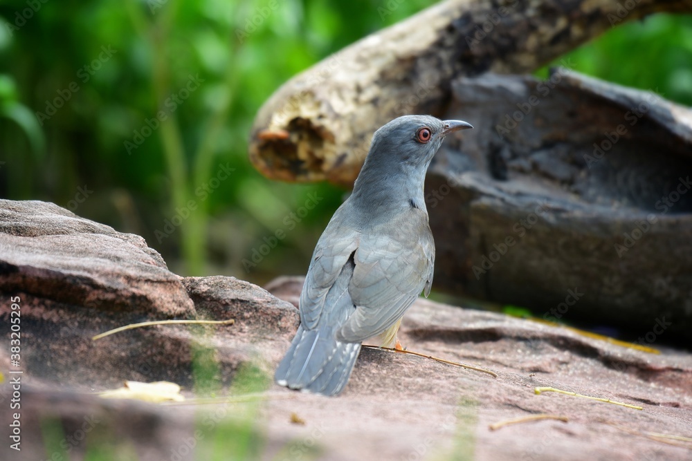 Fototapeta premium Is a bird that is 22 cm long, not big and not small The mouth is sharp, slightly curved, black, gray, leather around the eyes, gray, head, neck, upper chest, gray fur, back hair, dark gray wings,