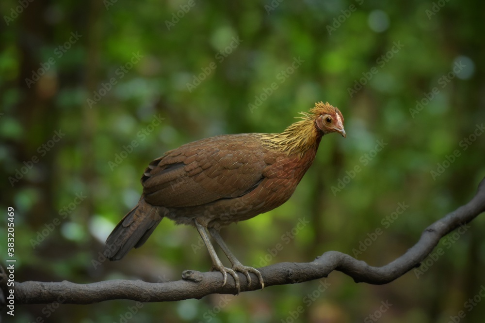 Red Junglefowl or Gallus gallus spadiceus, beautiful chicken was scratching for food on the ground in forest, Phetchaburi-Thailand. Red Junglefowl or Gallus gallus spadiceus, beautiful chicken was scratching for food on the ground in forest, Phetchaburi-Thailand.