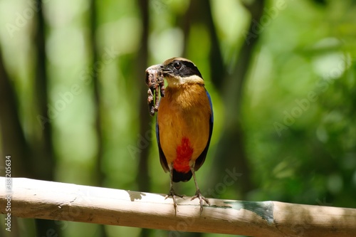 The adult has a black head. Above the eyes is a wide, brown pattern. The feathers covering the upper wing feathers, the rump and the feathers covering the base of the tail photo