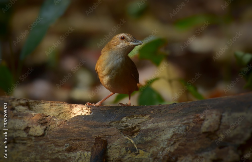 The upper body is reddish brown. Dark reddish brown on the tail and the sides of the neck, the middle of the chest and the abdomen. The upper body is reddish brown. Dark reddish brown on the tail and the sides of the neck, the middle of the chest and the abdomen.