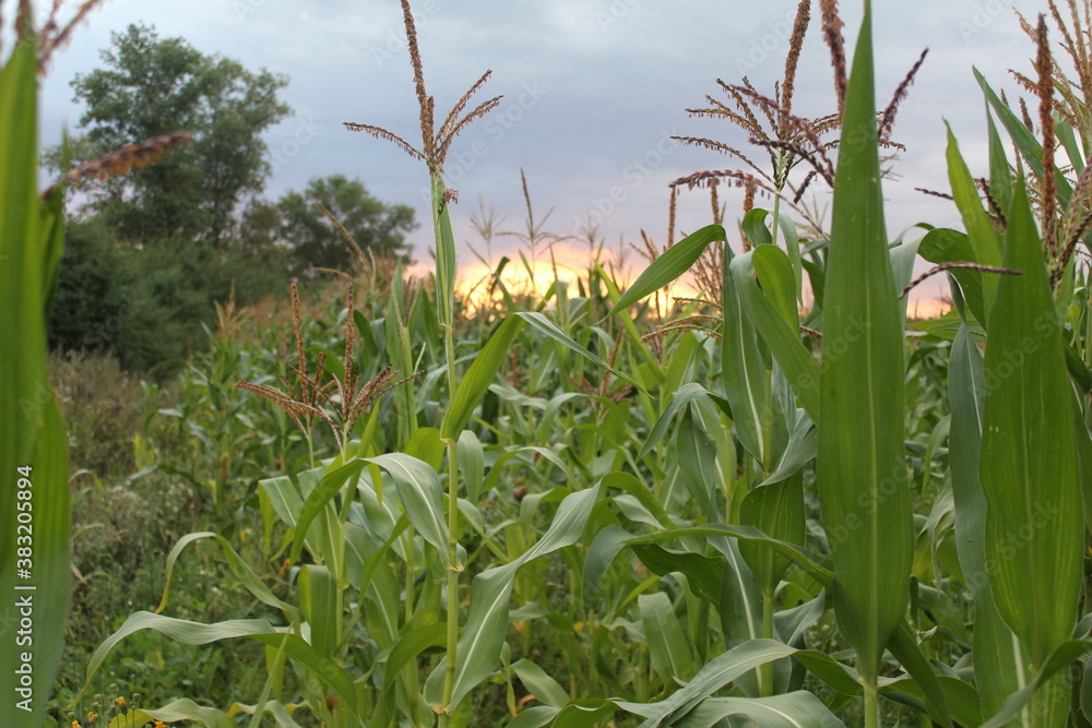corn field in summer corn field in summer