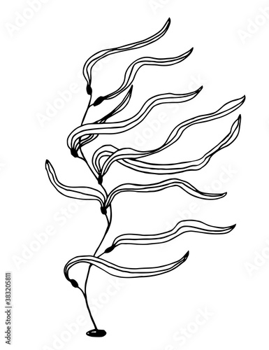 Hand-drawn vector drawing in black outline. Sea kelp isolated on white background. Plant, healthy foods, algae.