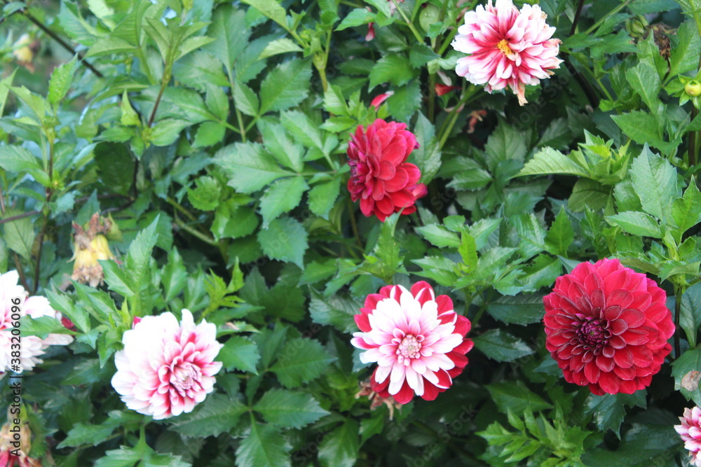 Varietal dahlias Varietal dahlias