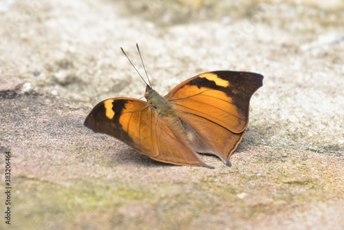 Macro shot yellow and Brown dot Moth, Night Butterfly