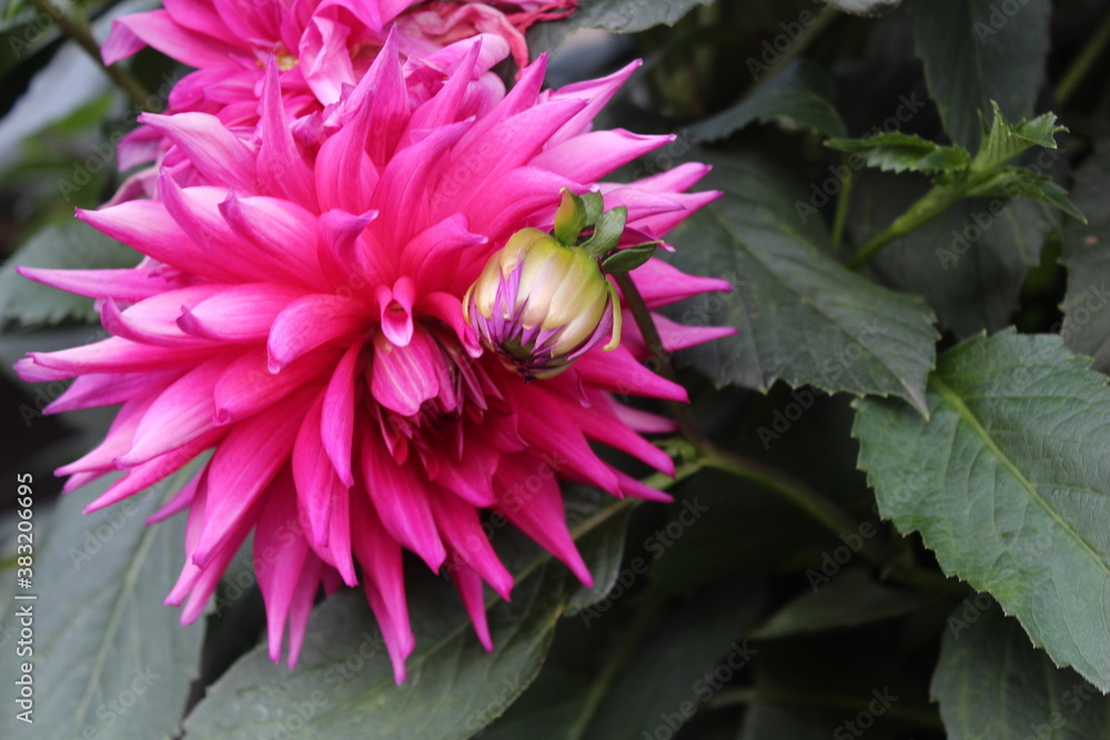 Dahlias with a bud in my garden Dahlias with a bud in my garden