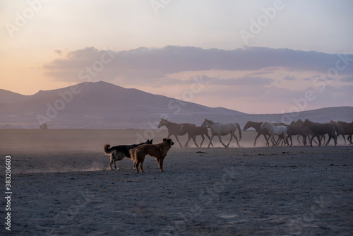 Wild horses run in foggy at sunset. Between Cappadocia and Kayseri  Turkey