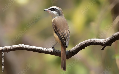 A brown bird with a thick, black stripe around its eyes. The mouth with the tip of the hook helps to tear prey, which are often insects or small animals to eat.