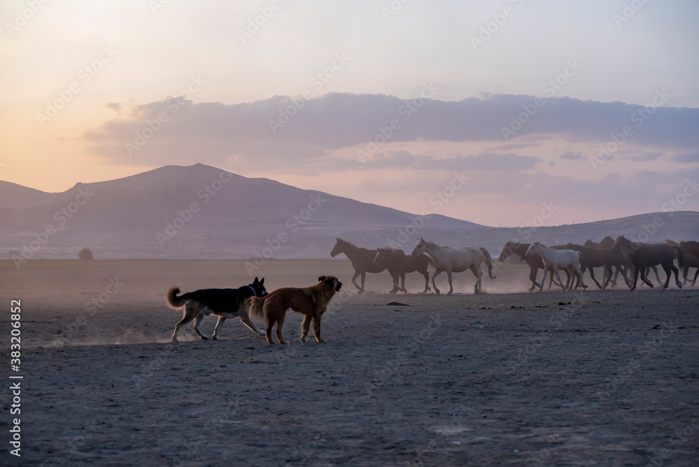 Wild horses run in foggy at sunset. Between Cappadocia and Kayseri, Turkey Wild horses run in foggy at sunset. Between Cappadocia and Kayseri, Turkey