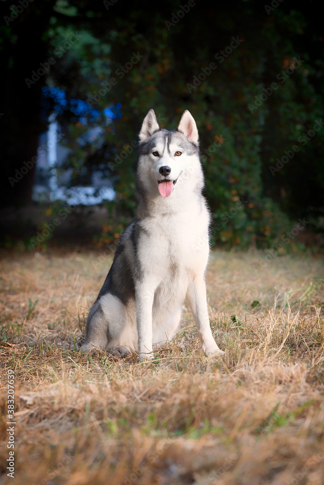A young happy Siberian Husky female is sitting at the park. She has amber eyes, black and white fur; Dried grass is around the dog, green lush foliage is in the background