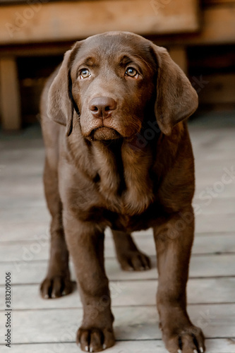  chocolate labrador puppy