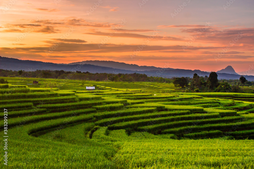 rice terraces in the morning sunrise in north bengkulu indonesia, asia 