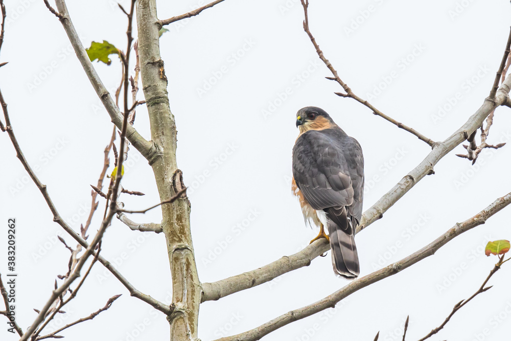 Cooper's Hawk Rests in a Tree on a Foggy Fall Morning Cooper's Hawk Rests in a Tree on a Foggy Fall Morning