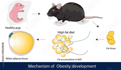 Stages of obesity. vector illustration of pathogenesis of obesity Rat model, Mechanism of obesity disease development infographics. 