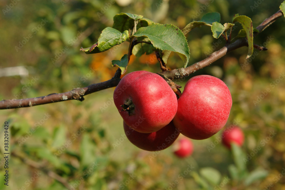 Red ripe apples on a branch in an orchard on a sunny autumn day, close-up, blurred background, copy space for text