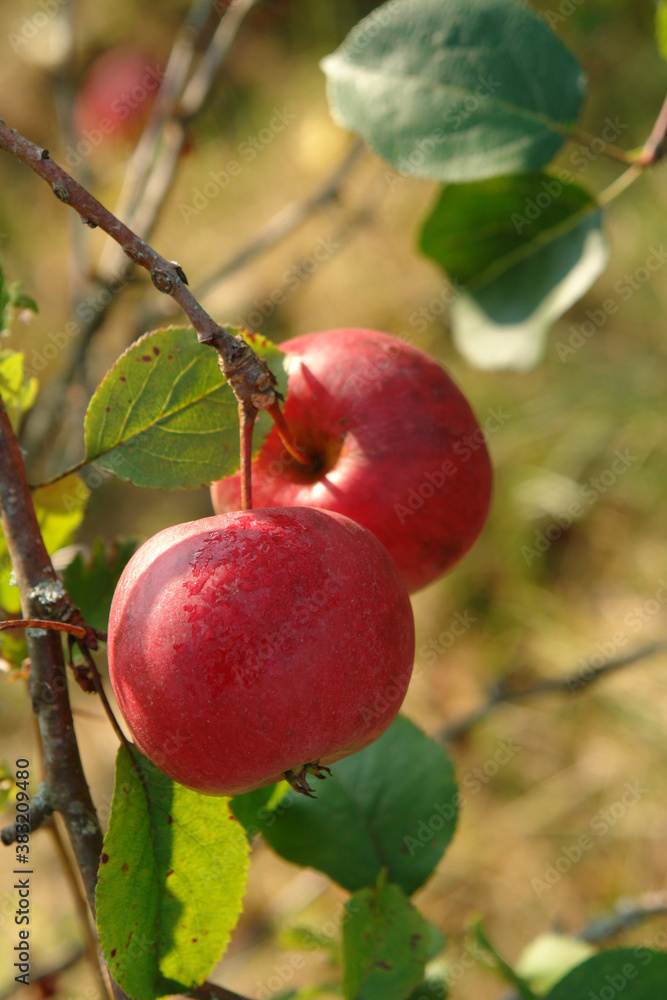 A close up of red ripe apples on a branch in an orchard on a sunny morning, selective focus, blurred background A close up of red ripe apples on a branch in an orchard on a sunny morning, selective focus, blurred background