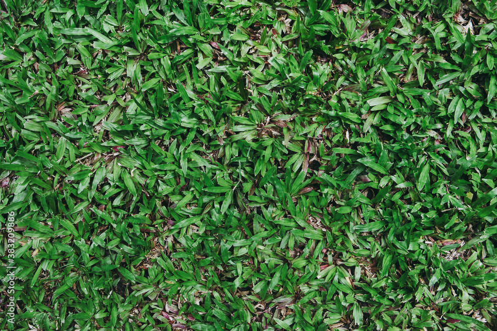 Top view of green grass texture. for background.