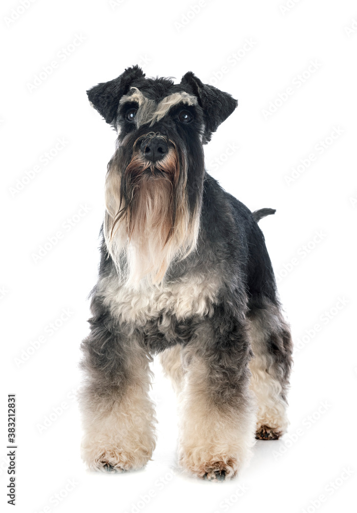 miniature schnauzer in studio miniature schnauzer in studio