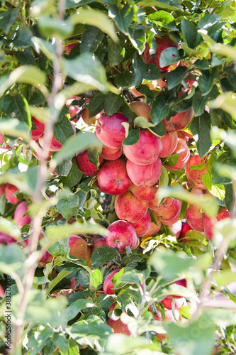 A tree full of natural bio apples in warm light - autumn agriculture harvesting time