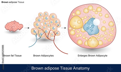 infographics of Human Adipose tissue Anatomy. Brown adipose tissue . labeled Structure of adipocytes with lipid droplets, blood vessels and Sympathetic innervation vector . lipocytes and obesity