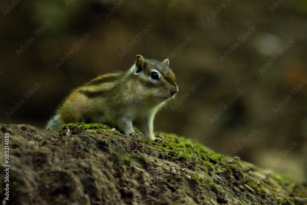 見つめる野生のリス 見つめる野生のリス