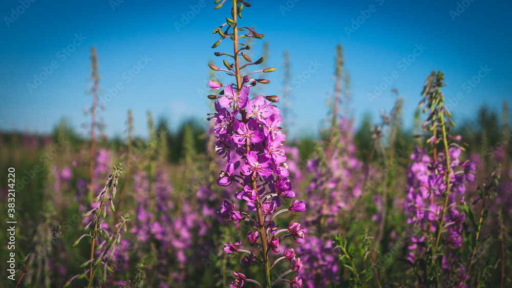Obraz premium Willowherb