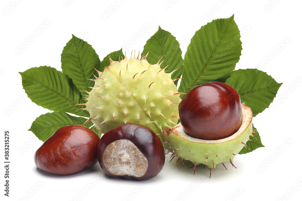 Horse-chestnut with leaves isolated on white Horse-chestnut with leaves isolated on white