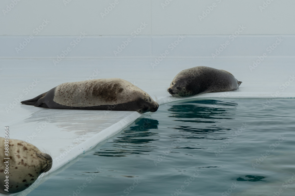 Obraz premium ゴマフアザラシ（ごろごろ）（昼寝）水族館