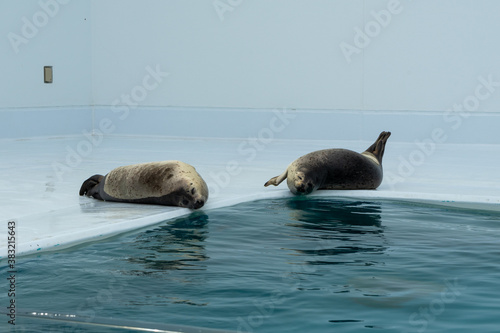 ゴマフアザラシ（ごろごろ）（昼寝）水族館