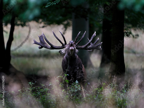 Red deer (Cervus elaphus)