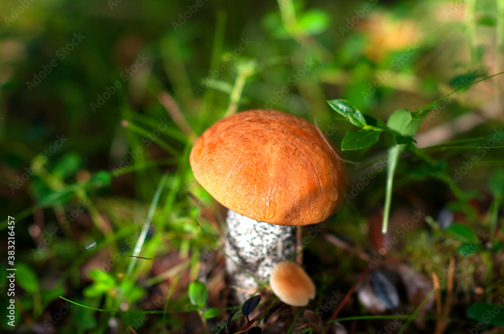 Edible boletus mushrooms with a red cap in the forest on an autumn day Edible boletus mushrooms with a red cap in the forest on an autumn day
