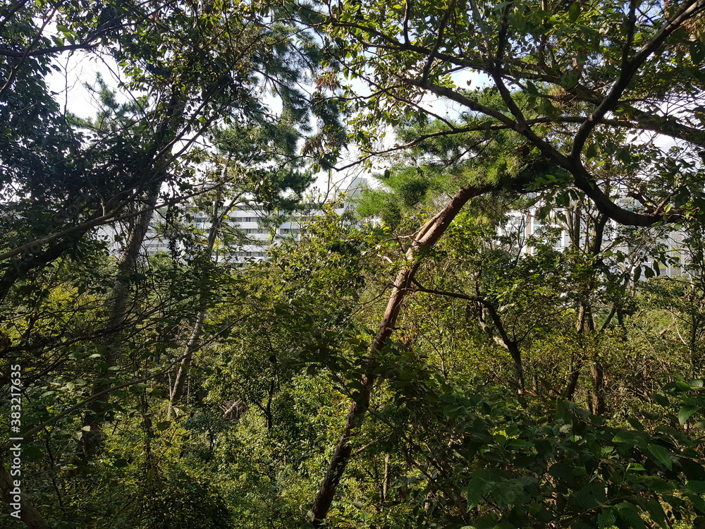 Fototapeta premium 한국 울산 동구 동해안로 나무 Trees Donghaean-ro, Dong-gu, Ulsan, Korea