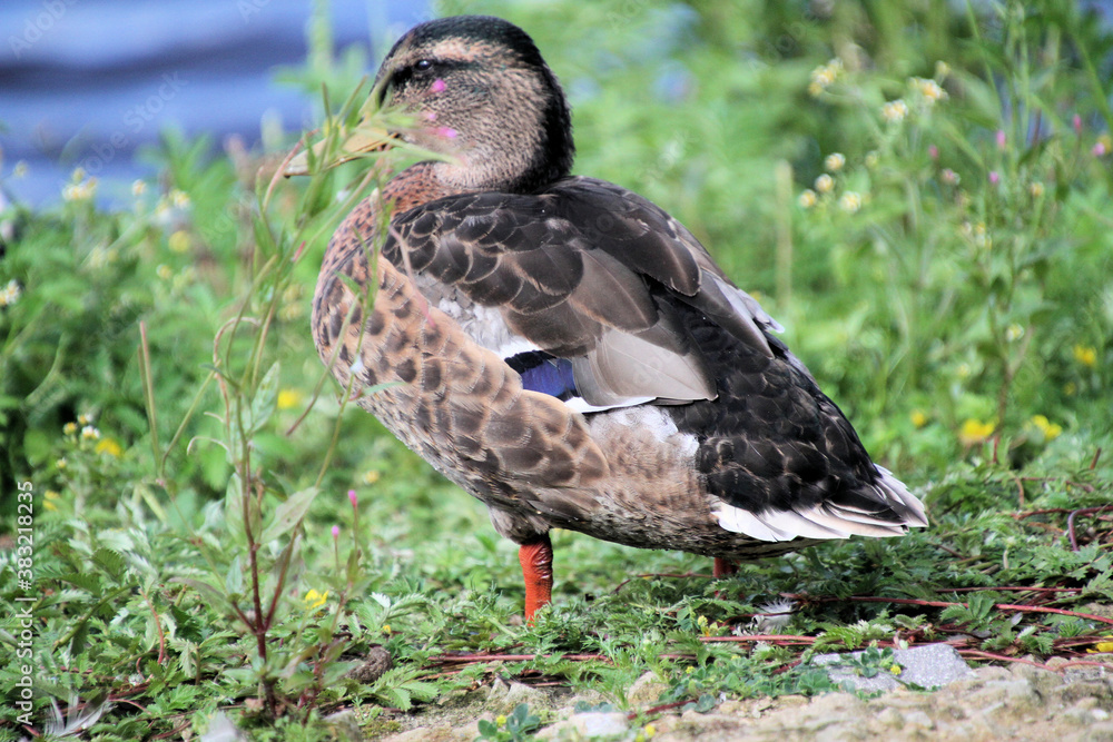 A close up of a female Mallard Duck A close up of a female Mallard Duck
