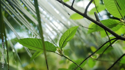  Kratom is a tree. The leaves are used as a recreational drug and as medicine. Kratom is banned by some in Thailand due to safety concerns. photo