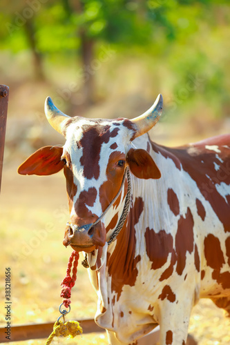 Ox on a farm, looking straight ahead.ox bull in Indian cattle farm