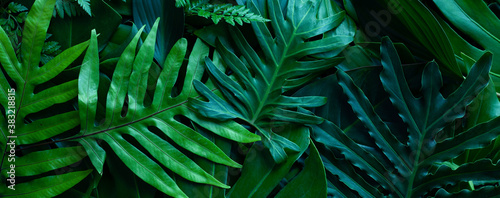 closeup tropical green monstera leaf background. Flat lay  fresh wallpaper banner concept