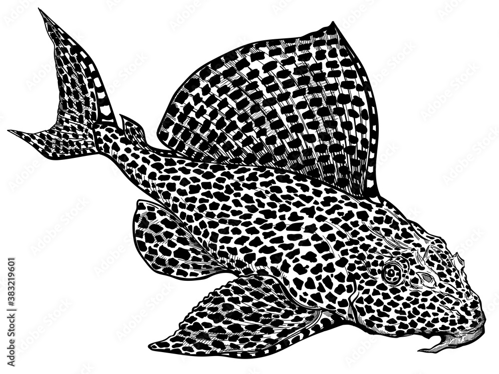 Leopard, Sailfin or Clown Pleco. Leopard Plecostomus. Suckermouth catfish. Freshwater  aquarium fish. Black and white isolated vector illustration - obrazy, fototapety, plakaty 