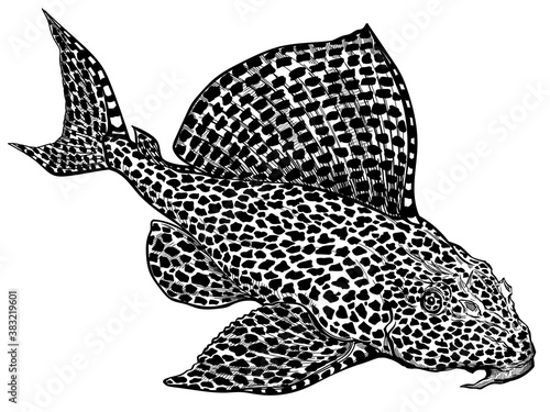 Leopard, Sailfin or Clown Pleco. Leopard Plecostomus. Suckermouth catfish. Freshwater aquarium fish. Black and white isolated vector illustration