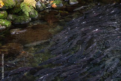salmon run in the river 