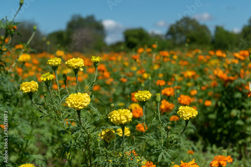 Sembradío de flores de cempasúchil y mano de león, son tradicionalmente usadas por los mexicanos para conmemorar el Día de Muertos.