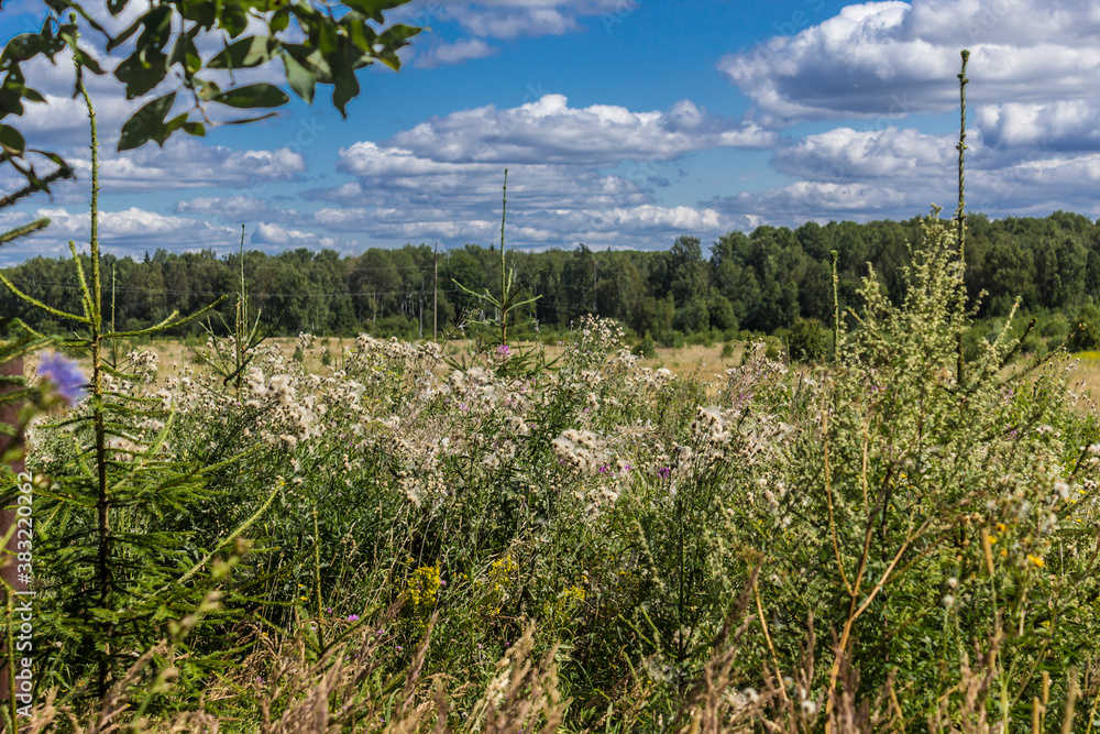 Fir trees and tall grass in the foreground. Down and seeds. Forest in the background. Rural landscape in the middle of summer. Fir trees and tall grass in the foreground. Down and seeds. Forest in the background. Rural landscape in the middle of summer.