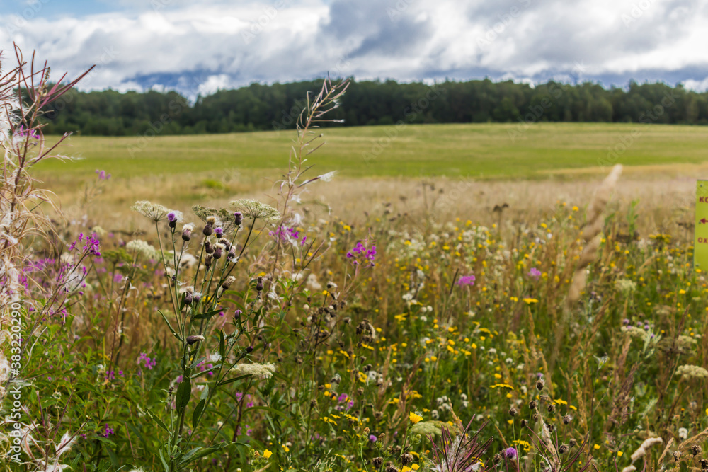 Tall grass in the foreground. Down and seeds. Forest in the background. Rural landscape in the middle of summer. Tall grass in the foreground. Down and seeds. Forest in the background. Rural landscape in the middle of summer.