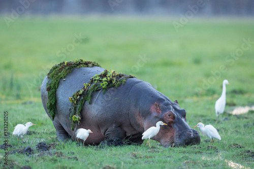 Horizontal portrait of an adult hippo surrounded by white egrets in Amboseli in Kenya