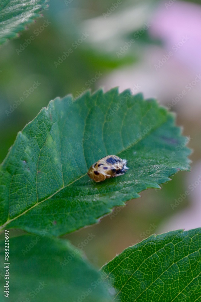 Harlequin beetle larvae