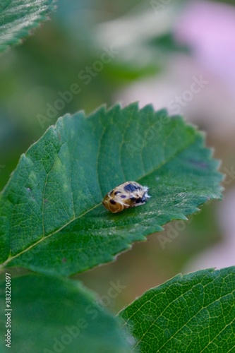 Harlequin beetle larvae © T
