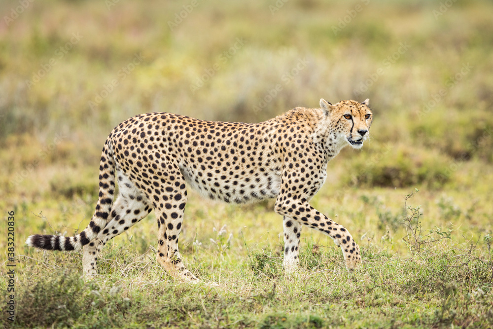 Horizontal portrait of a cheetah walking in Ndutu Tanzania Horizontal portrait of a cheetah walking in Ndutu Tanzania
