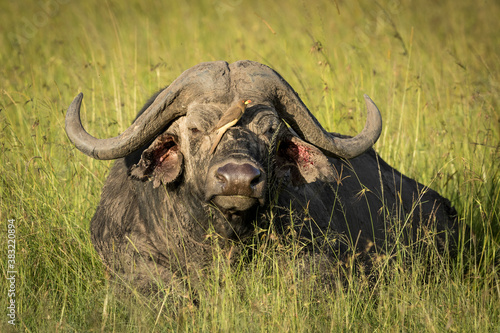 Horizontal portrait of a buffalo bull lying in green grass in Masai Mara in Kenya