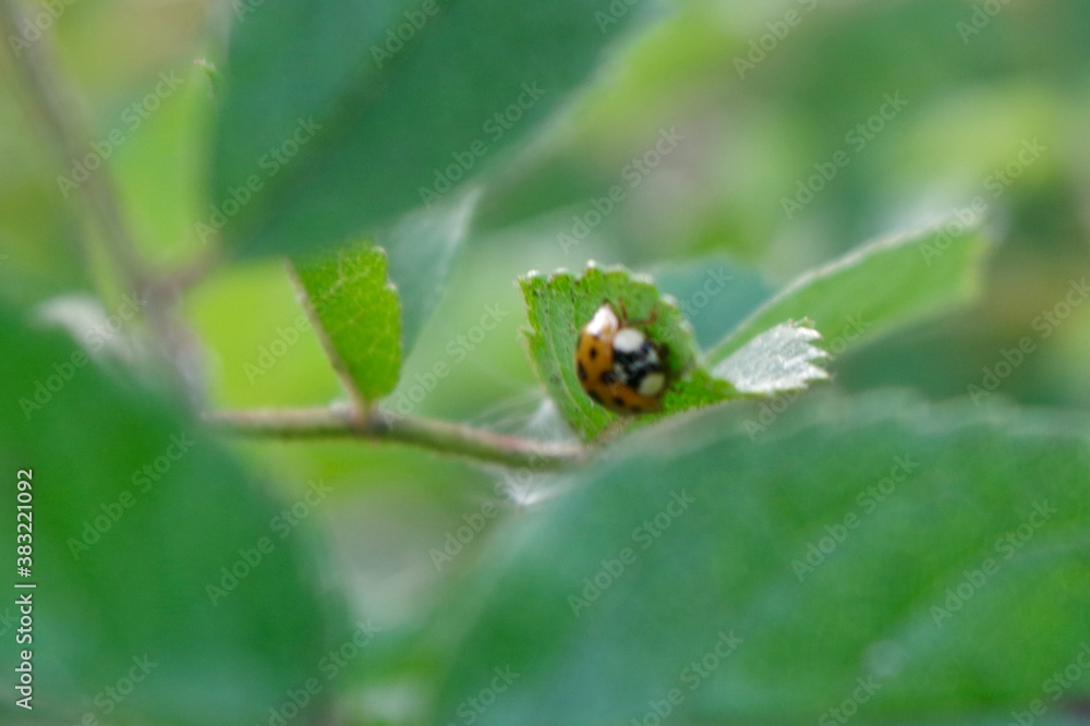 Close up of ladybird Close up of ladybird