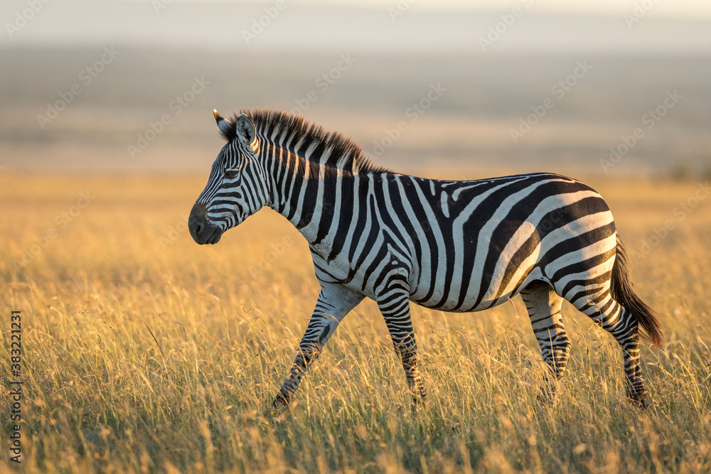 Fototapeta premium Adult zebra walking through grass in warm morning sunlight in Masai Mara in Kenya