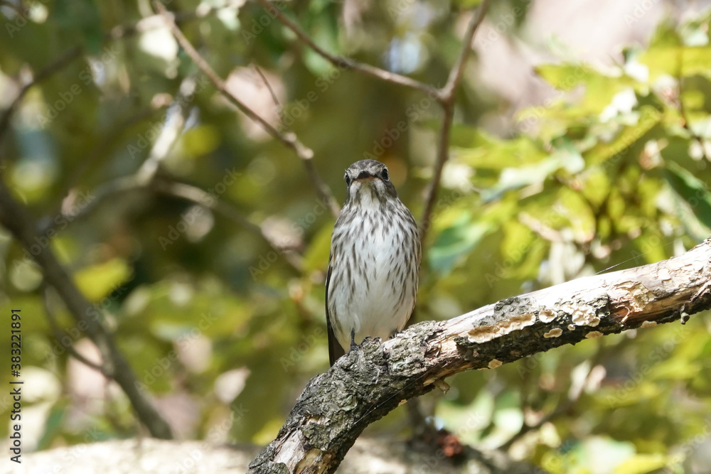 grey streaked flycatcher on branch grey streaked flycatcher on branch