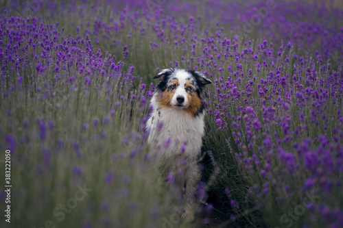 dog on the lavender field. Happy pet in flowers. Marble australian shepherd. funny pet